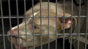 Everything about our pet adoption process can be found here. Kc Pet Project At Critical Capacity In Need Of Adopters