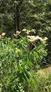 冇骨消 2016 8 25 棲蘭山莊 神木園區 plant leaves plants leaves