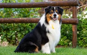 Image result for australian shepherd