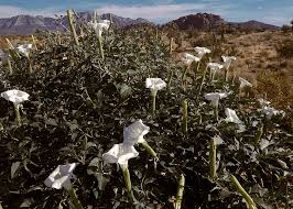 Image result for Datura