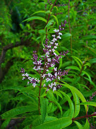 I simply smell a leaf and think of happy times gone by.it brings them back in my memories. Grow Tasty Lemon Verbena