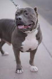 Lost Pitbull Mesa Az 709 W 2nd Place Bluenose Pit With A Blue Collar 7604490182 Bcknd 4442674112 Comm Craigslist Org Baby Animals Cute Dogs Pitbulls