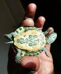 Red Eared Slider Wikipedia