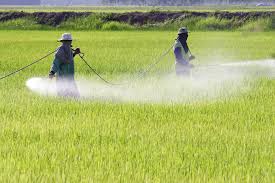 Pesticides are chemicals used in agriculture to protect crops against insects, fungi, weeds and other pests. Glifosato Un Herbicida Peligroso Para La Salud Y Los Ecosistemas Fundacion Vivosano