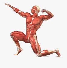 It abducts and medially rotates the by and is controlled by the superior gluteal nerve. Png Image With Transparent Background Muscular System No Labels Free Transparent Clipart Clipartkey