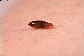 We did not find results for: How Long Can Bed Bugs Live Without Food Pestseek