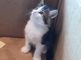 All of our maine coons are tested before coming here from europe. Maine Coon Calico Mix Kittens Madison Ct Patch
