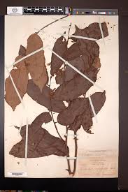 Image result for Cleistanthus polystachyus