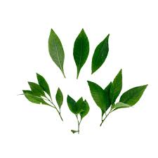 Image result for Struchium