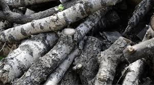My theory is the less direct hot fire against metal, the longer it will last. Is Poplar Good For Firewood Poplar Firewood Guide