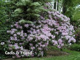 Rhododendron Cadis Fragrant Very Pale Pink Fragrant Plant Rhododendron Plants