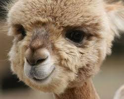 Smiling Baby Alpaca Cute Animals Smiling Animals Cute Animal Photos