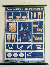 vintage educational school chart of teeth in health disease dental hygiene