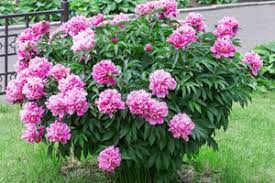 Der botanische name paeonia kommt aus. Pfingstrosen Paonien Richtig Pflanzen Und Pflegen