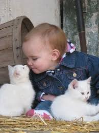 صور قطط باقة مختارة من أروع و أجمل القطط مع خلفيات Hd Cute Animals Baby Animals Cats And Kittens