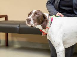 We did not find results for: Specialty Emergency Vet In Winston Salem North Carolina