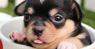 Here S Why Your Dog Might Not Be As Cute As You Think Psychology Today