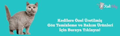 Kedilerin Goz Sagligini Korumak Ve Desteklemek Icin Tavsiyeler Kedi Blog