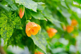 Image result for Abutilon lauraster