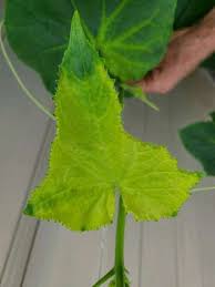 Image result for whitefly in cucumber