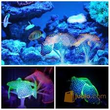 Ikan grace kelly banyak dijumpai pada danau pinggir laut, yang secara khas menghuni batu karang yang memanjang ke laut, 2 sampai lebih kurang 40 m. Coral Glow In The Dark Batu Karang Hiasan Aquarium Dekorasi Aquascape Jakarta Barat Jualo