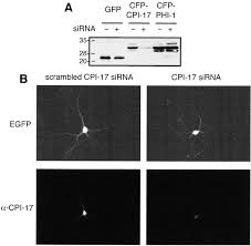 L 4 grasshopper 1400mm epo manual. Mypt3 Download