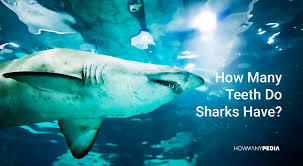 Unlike other animals, their teeth easily fall off and don't have roots. How Many Teeth Do Sharks Have Howmanypedia Animals Friends Shark Fish Pet