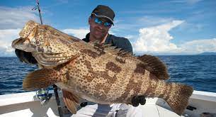 Ask the 10% and you will find that the methods. 7 Tips On How To Catch Big Grouper Reel Pursuits
