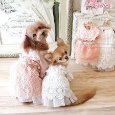 Maybe you would like to learn more about one of these? Hunde Hochzeit Brautmode Fur Kleine Hunde Festliche Kleidung Hunde