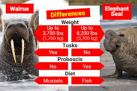 Image result for walrus