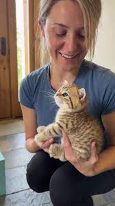 Discontinued Toys Cat Robot