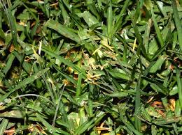 Image result for Cenchrus clandestinus