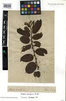 Image result for Bridelia ferruginea