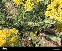 Image result for Phymaspermum
