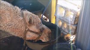 The length of time that a camel can survive on this stored fat will depend on the climate and the animal's activity level. Camel Drinking Water Youtube
