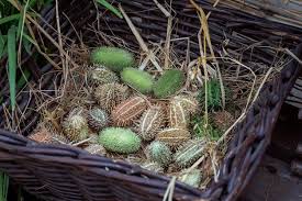 Image result for Cucumis africanus