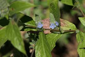 Image result for Neuracanthus africanus