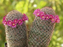 La mammillaria matudae, es un cactus columnar que se extiende de manera basal, para formar grandes grupos. Mammillaria Matudae Thumb Cactus World Of Succulents