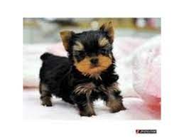 Animals - Adopt Healthy Yorkie Pupsfirst Shot And Wormingsmale And Femalesmall Rehoming Fee Required Yorkie Puppy Teacup Yorkie Puppy Yorkie Puppy For Sale