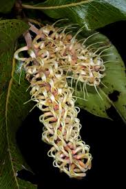 Image result for Faurea rochetiana