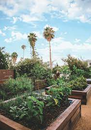 How To Grow A Chef S Garden Backyard Landscaping Designs Garden Design Urban Garden