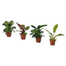 Image result for Filodendron Philodendron