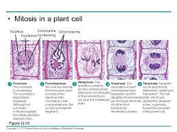 Labeled cell division process scheme. Chapter 12 The Cell Cycle Ppt Video Online Download