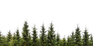 Pine Trees Conifer Forest Tree Plan Png Tree Photoshop