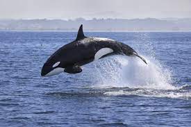 20 Killer Whale Facts About Orcas - Fact Animal