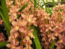 Questa orchidea felice è un colore giallo sunshiny che è sicuro di tirarti su! Cymbidium Orchidee Orchidea Cymbidium