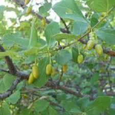 Image result for Cassinopsis ilicifolia