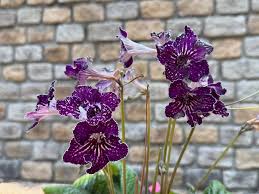 Image result for Streptocarpus