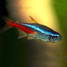 Tranmissor tetra mobile payment terms 1. Jumbo Neon Tetras Wattley Discus