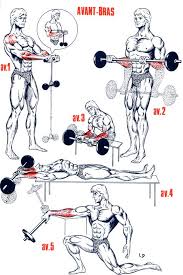 Exercices Avant Bras Et Mollets Exercice Avant Bras Musculation Et Muscler Avant Bras